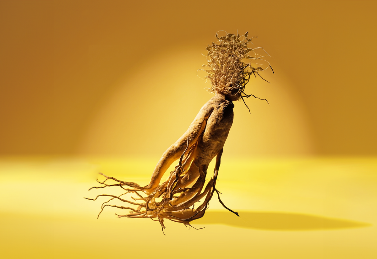 Spotlight On: Ginseng